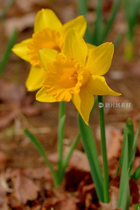 水仙花/水仙花